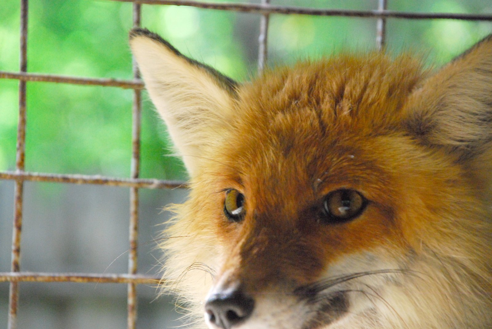 Лисицы стали чаще приходить в деревни Кизнерского района из-за тёплой зимы