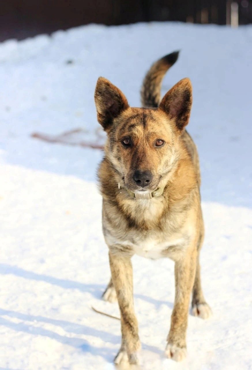 В Удмуртии ищут временный дом для пса Гоши, чей хозяин участвует в спецоперации