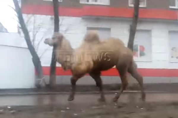 Следствие проведет проверку по факту побега верблюда и медведя из зоопарка в Уфе