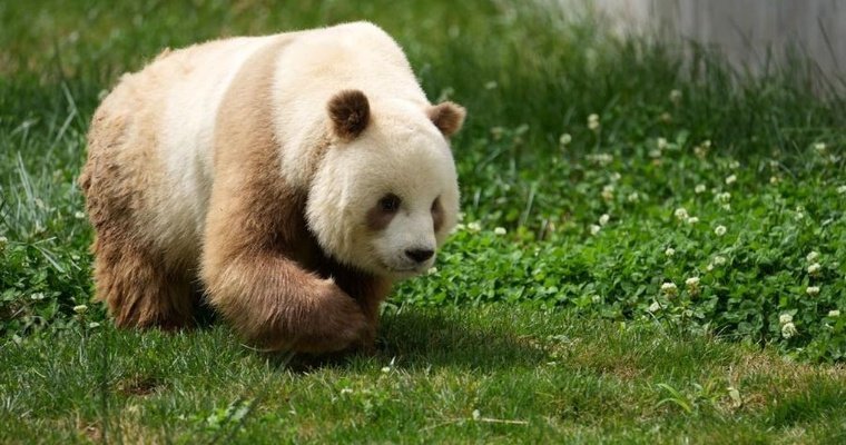 В горах Циньлин в Китае вновь заметили коричневую большую панду