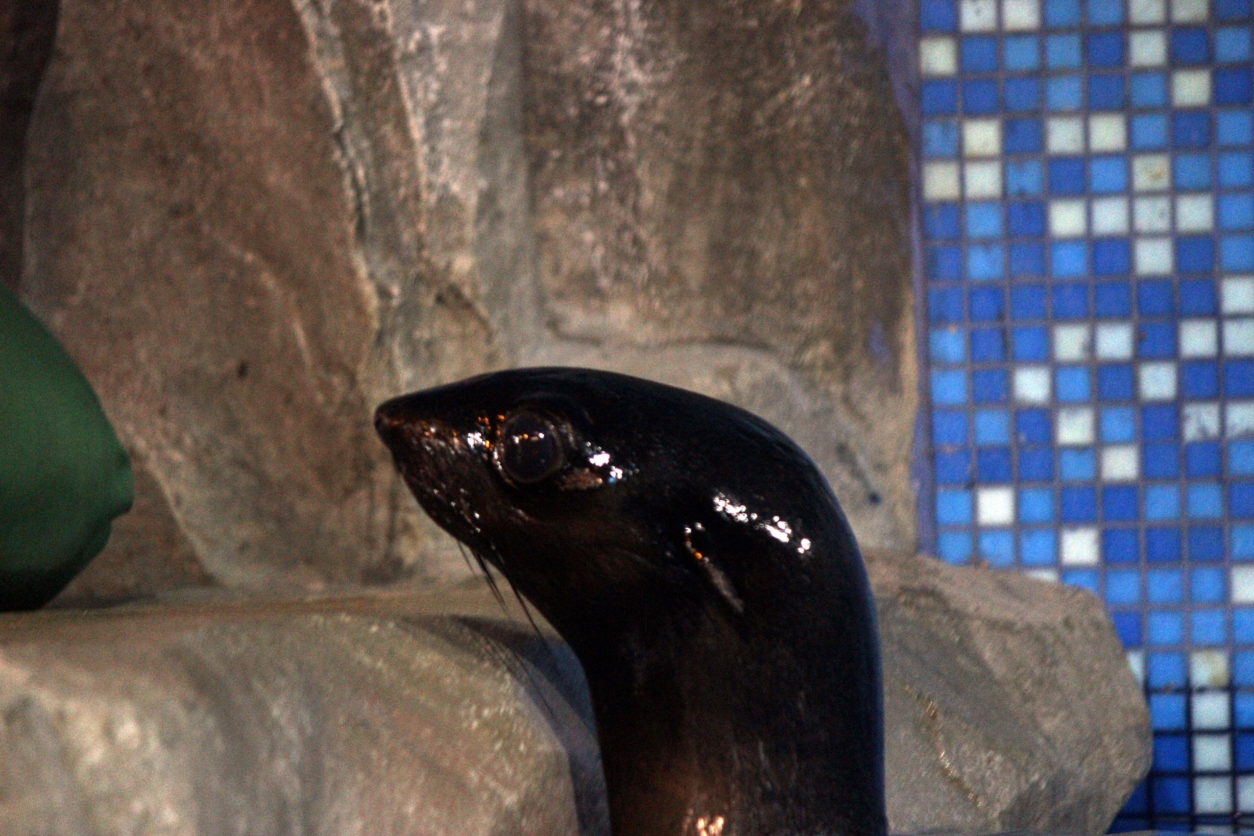 Морской котик из Ижевска перебрался в нижегородский зоопарк