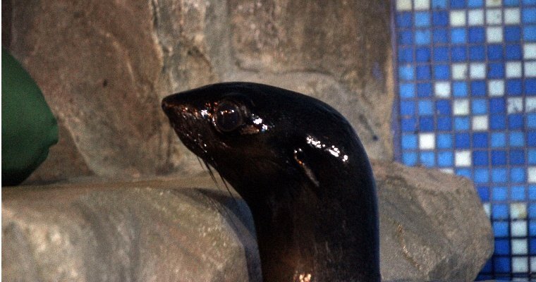 Морской котик из Ижевска перебрался в нижегородский зоопарк