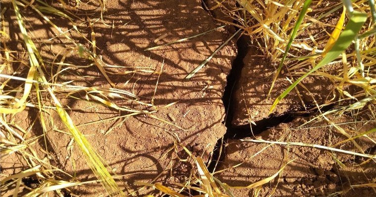 В Можгинском районе Удмуртии фиксируют гибель посевов