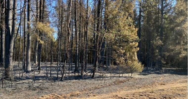 В Удмуртии оценят ущерб от лесного пожара в Воткинском районе