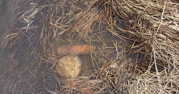 В Сарапуле обнаружили неразорвавшийся снаряд времён гражданской войны
