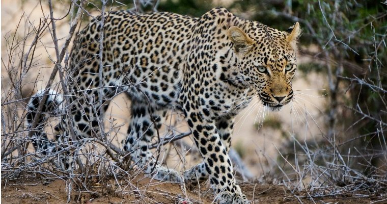 Подписчики соцмедиа ВТБ выбрали имя дальневосточному леопарду