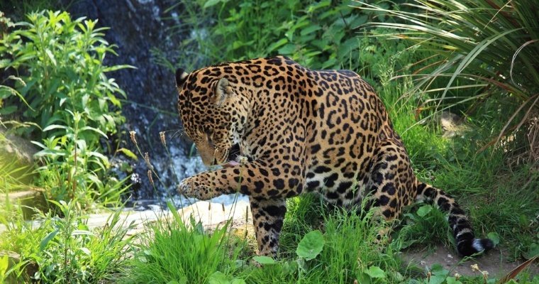 Ягуар едва не загрыз гида туристической группы в Перу