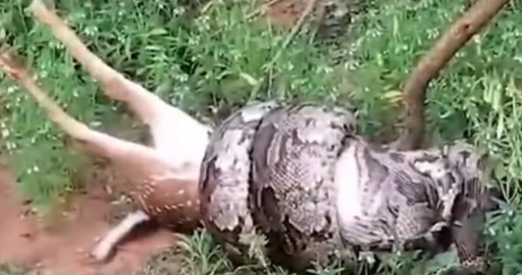 Туристы сняли на видео, как питон проглатывает оленя