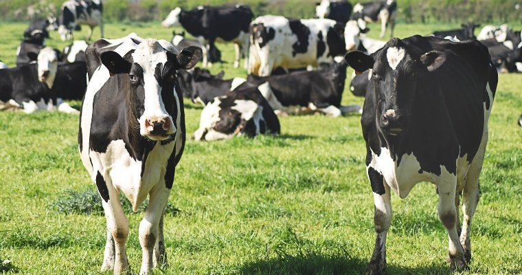 Шарканский район Удмуртии достиг показателя в 90 000 тонн молока за год