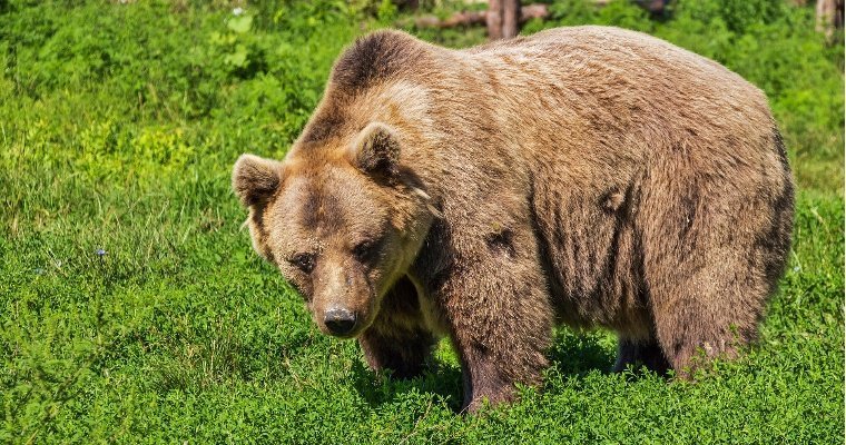 На будущей лыжероллерной трассе в Шаркане заметили следы медведя
