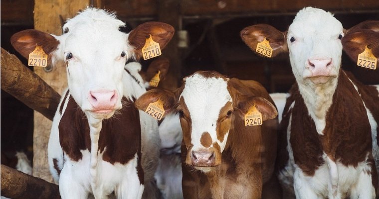 Опасное заболевание крупного рогатого скота выявлено в Кизнерском районе Удмуртии