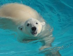 Жестокая любовь: белого медведя Айона из Ижевска отправили «строить отношения» в другой зоопарк