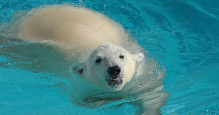 Жестокая любовь: белого медведя Айона из Ижевска отправили «строить отношения» в другой зоопарк