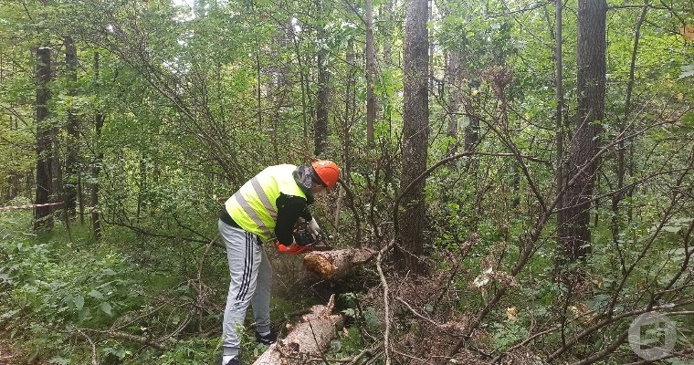 В лесу у ижевского санатория «Металлург» убирают заражённые жуком-короедом деревья