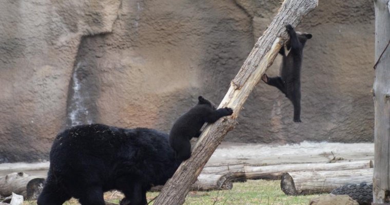 Гималайские медвежата в зоопарке Удмуртии получили имена