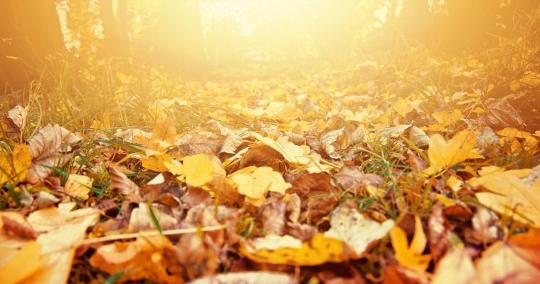 Малооблачную погоду без осадков прогнозируют в Удмуртии 28 октября