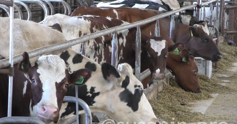 В Удмуртии исследовали сырое молоко на показатели безопасности