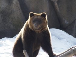 Бурый медведь проснулся в зоопарке Ижевска