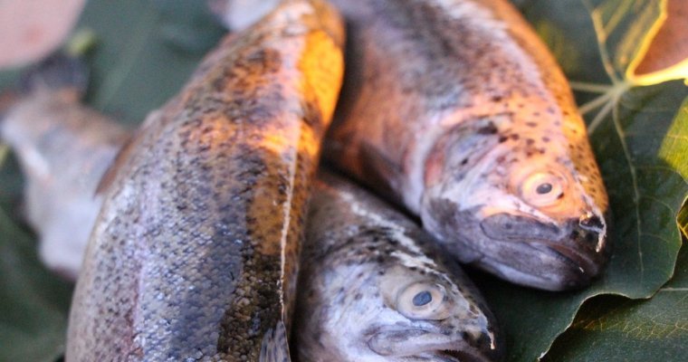Почти 30 кг потенциально опасной рыбы уничтожили в Ижевске
