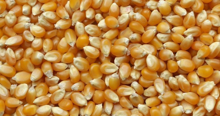 В Удмуртии Россельхознадзор не принял поставку почти 20 тонн семян кукурузы, засоренных сорняком