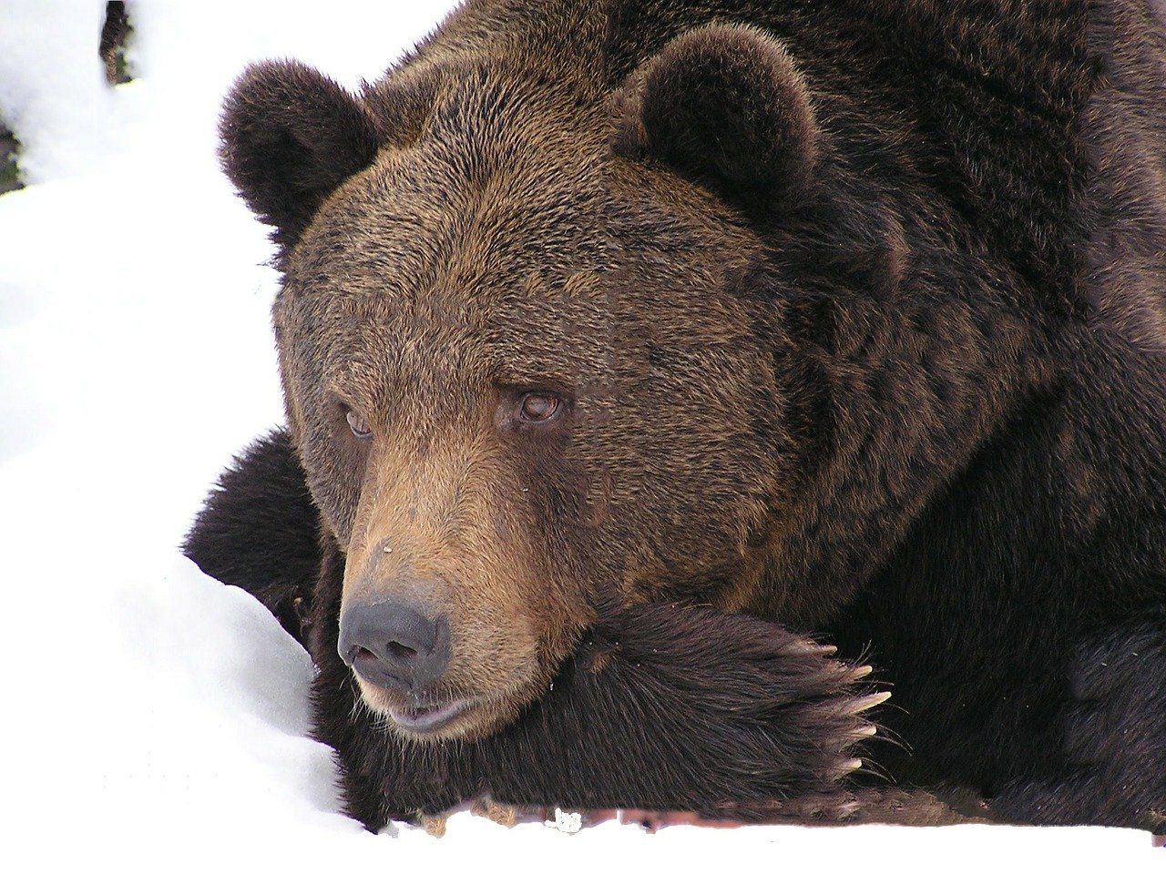 

Житель Приморья смог спастись от ранившей его медведицы

