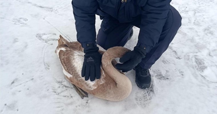 Замерзшего лебедя спасли сотрудники транспортной полиции в Санкт-Петербурге