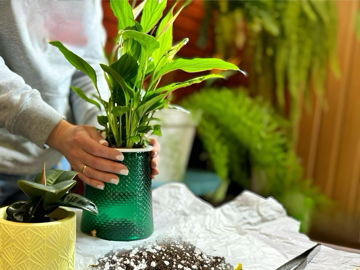 В Ижевске открылся онлайн-магазин домашних растений «Мятный сад»