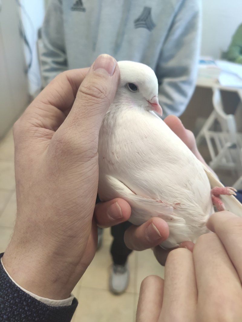Школьники в Ижевске помогли голубю спастись от ястреба