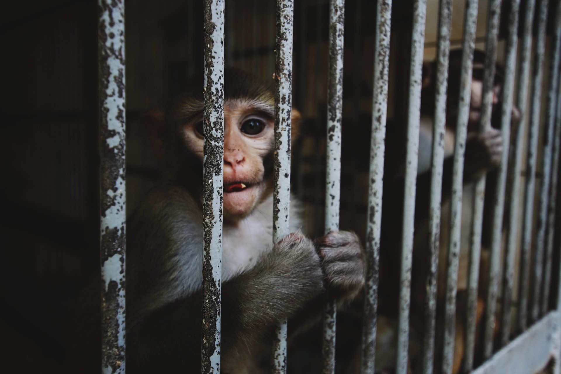 После нападения обезьяны на маленькую девочку в Удмуртии инициирована доследственная проверка