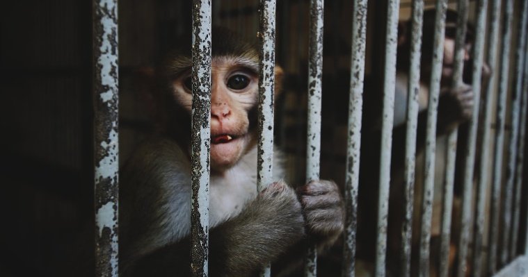 После нападения обезьяны на маленькую девочку в Удмуртии инициирована доследственная проверка