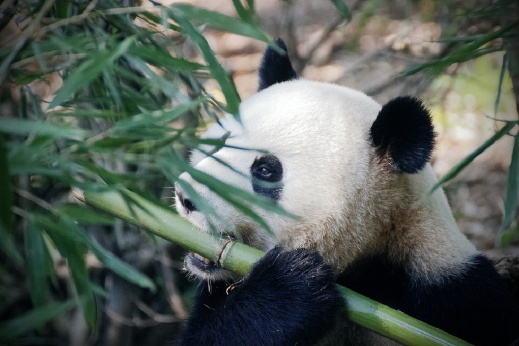 Причину полноты питающихся почти исключительно зеленью панд раскрыли ученые 