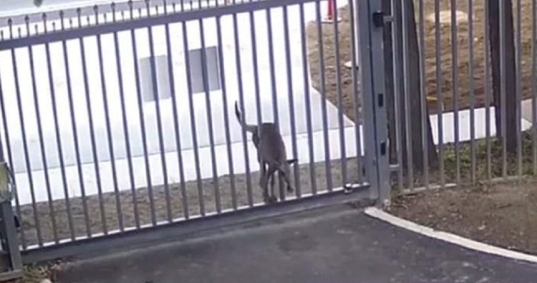Ворота посольства России в Австралии пытался взять приступом кенгуру