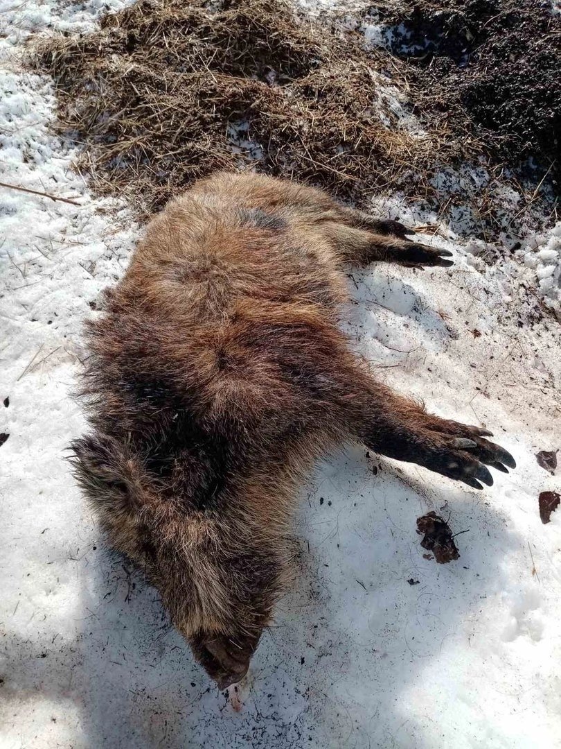 Тушу дикого кабана обнаружили в Якшур-Бодьинском районе 