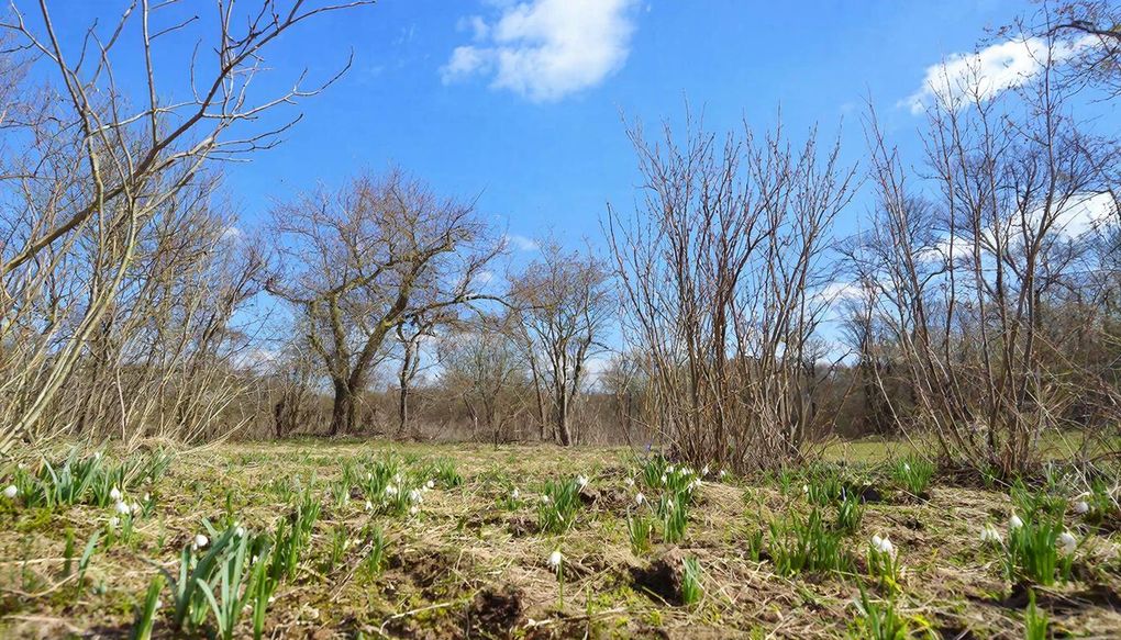 До +18 градусов потеплеет в Удмуртии 1 апреля