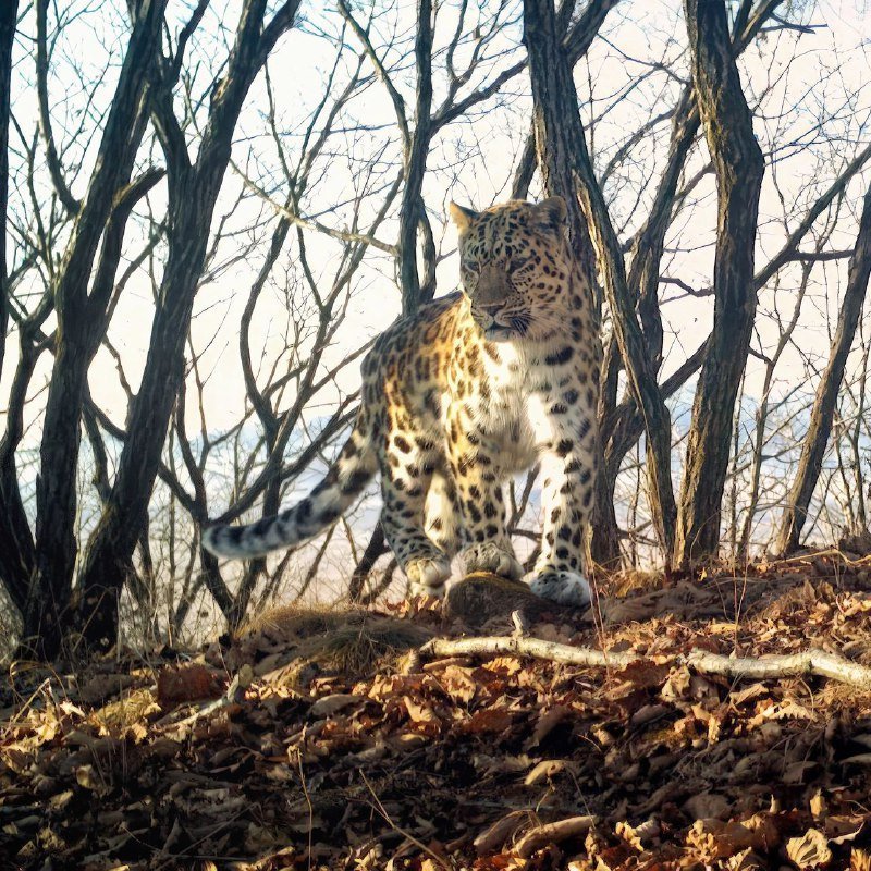 В России выбирают имя маме семейства леопардов