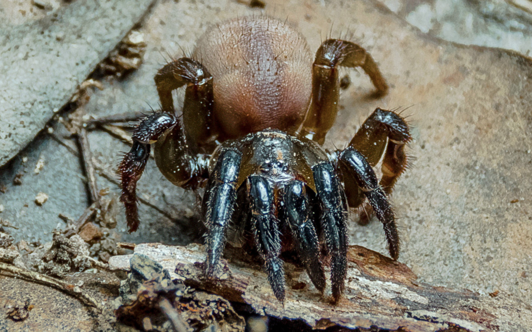 Паук рода Conothele семейства Ctenizidae. Фото flickr.com_Robert Whyte.png