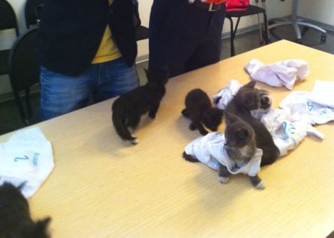 котята.jpg